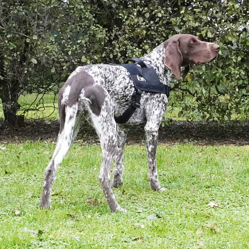 Detector Dog Harness - Lite